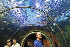 aquarium in new orleans